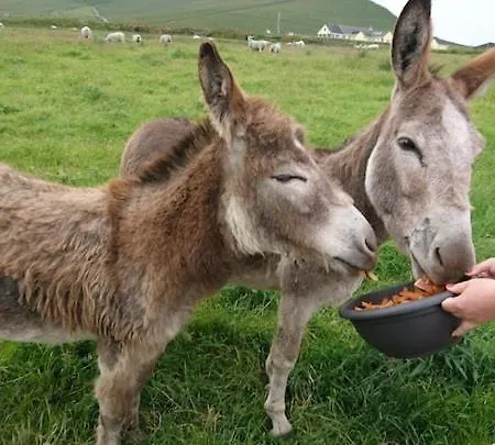 Skellig View Harbour View Sunrise Apartment Portmagee