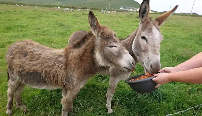 Skellig View Harbour View Sunrise Appartement Portmagee