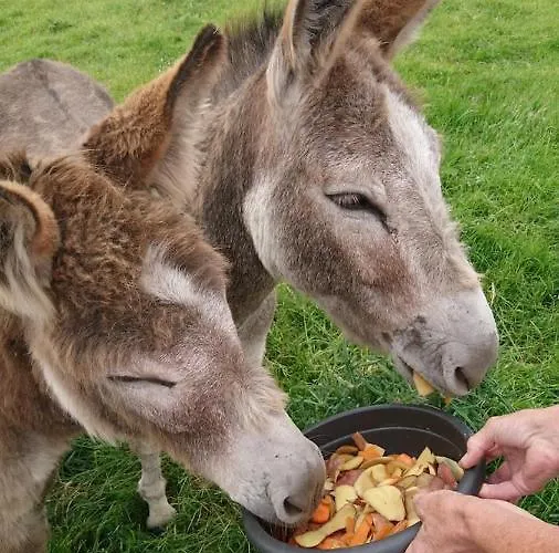 公寓 Skellig View Harbour View Sunrise *